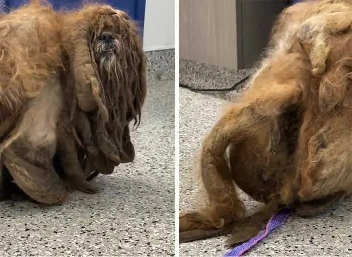 1624314509 141 Cao abandonado que estava escondido debaixo do pelo emaranhado tem