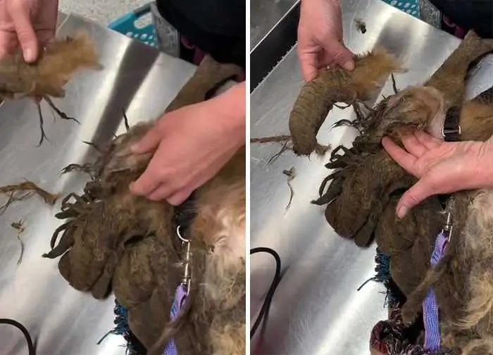 1624314510 532 Cao abandonado que estava escondido debaixo do pelo emaranhado tem