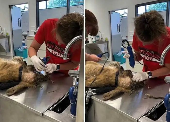 1624314511 620 Cao abandonado que estava escondido debaixo do pelo emaranhado tem