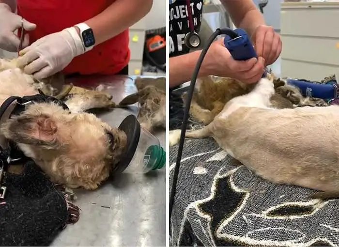 1624314513 57 Cao abandonado que estava escondido debaixo do pelo emaranhado tem