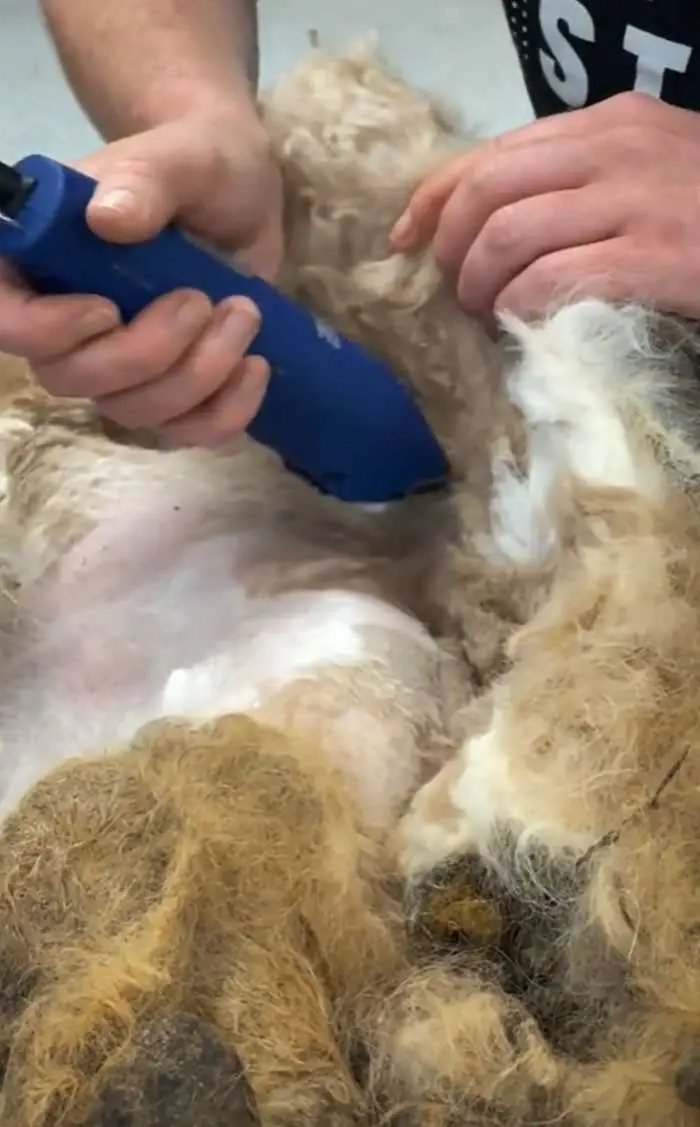1624314511 451 Cao abandonado que estava escondido debaixo do pelo emaranhado tem