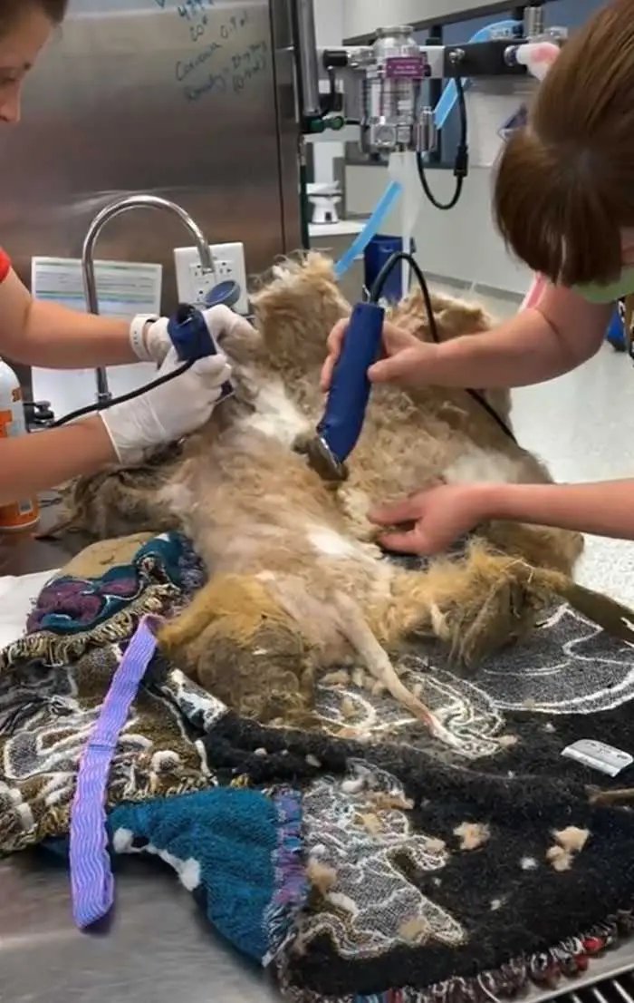 1624314512 404 Cao abandonado que estava escondido debaixo do pelo emaranhado tem