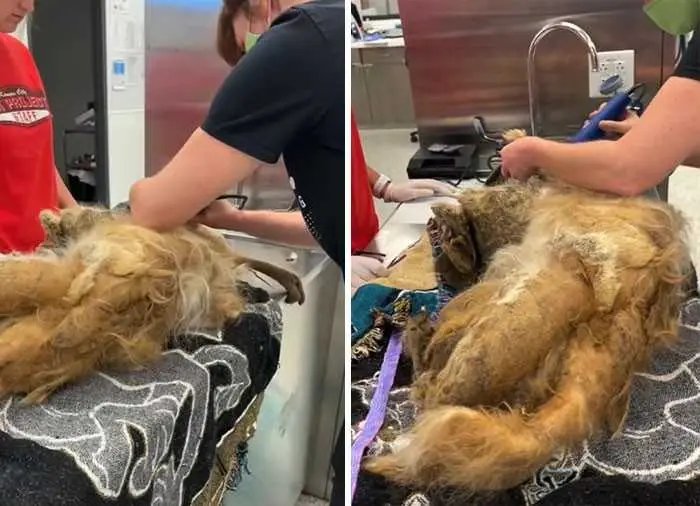 1624314510 640 Cao abandonado que estava escondido debaixo do pelo emaranhado tem