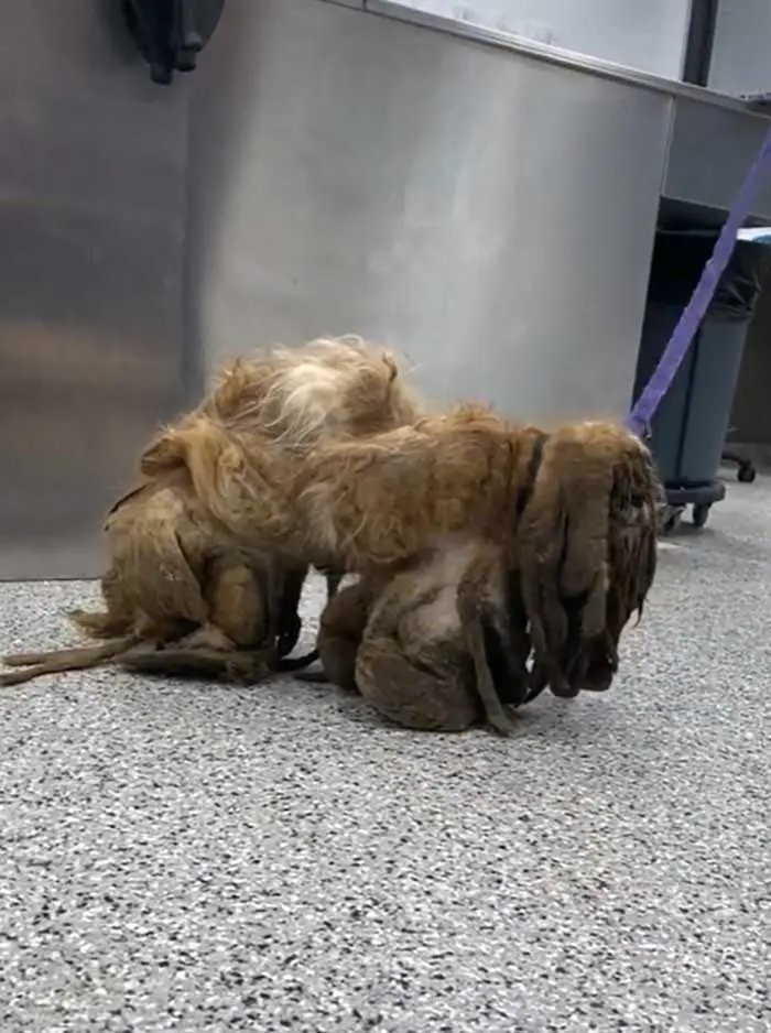 1624314508 916 Cao abandonado que estava escondido debaixo do pelo emaranhado tem