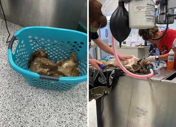 1624314513 622 Cao abandonado que estava escondido debaixo do pelo emaranhado tem