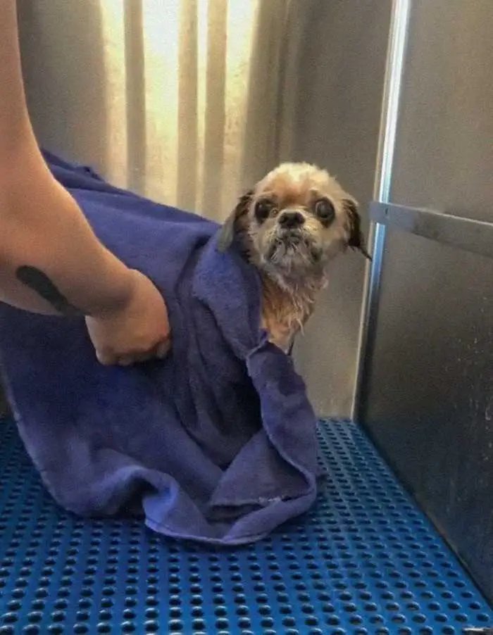 1624314519 328 Cao abandonado que estava escondido debaixo do pelo emaranhado tem