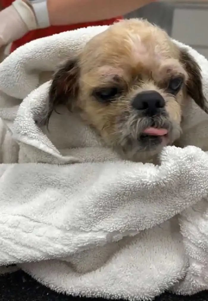 1624314514 452 Cao abandonado que estava escondido debaixo do pelo emaranhado tem