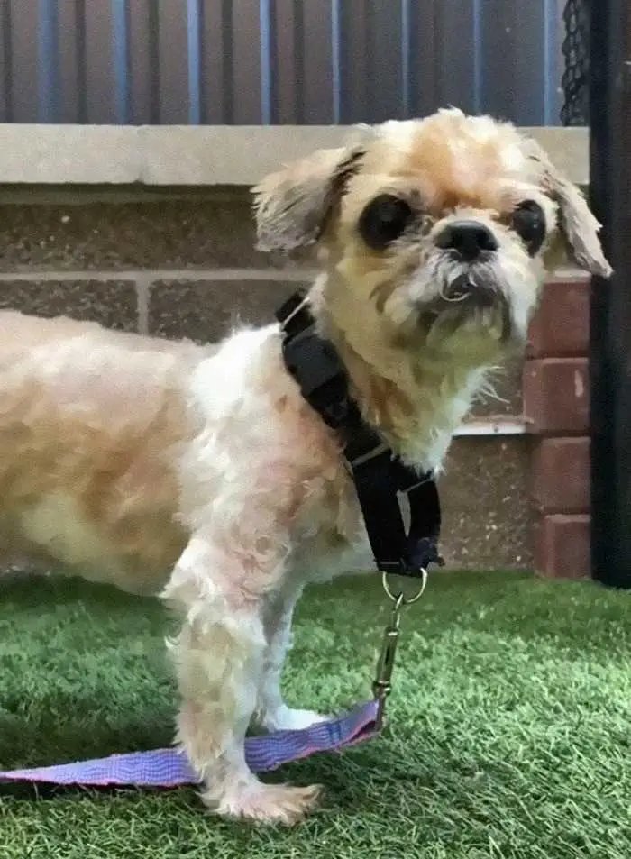 1624314520 421 Cao abandonado que estava escondido debaixo do pelo emaranhado tem