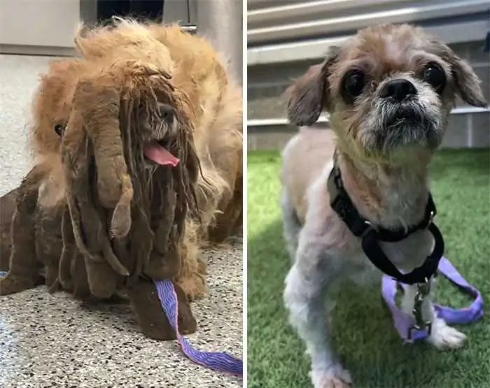 1624314516 564 Cao abandonado que estava escondido debaixo do pelo emaranhado tem