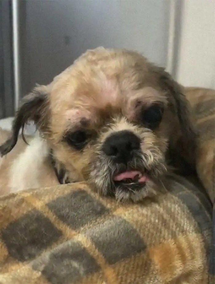 1624314515 954 Cao abandonado que estava escondido debaixo do pelo emaranhado tem