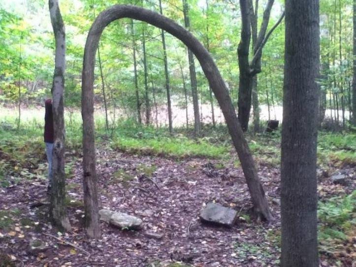 1616604575 903 13 vezes que a natureza mostrou estar realmente confusa