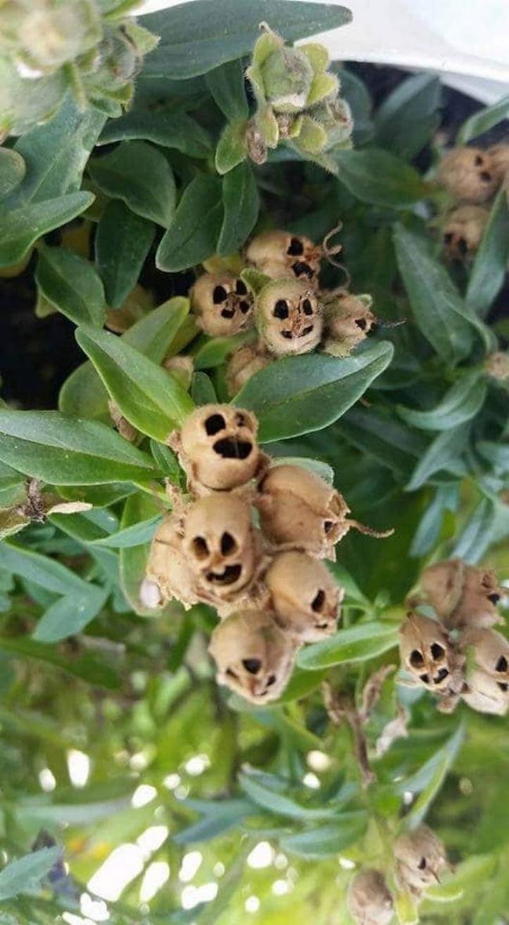 1616604576 290 13 vezes que a natureza mostrou estar realmente confusa