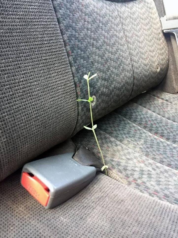 1616604578 645 13 vezes que a natureza mostrou estar realmente confusa