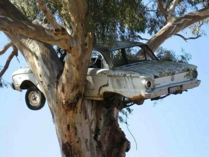 1616604580 779 13 vezes que a natureza mostrou estar realmente confusa