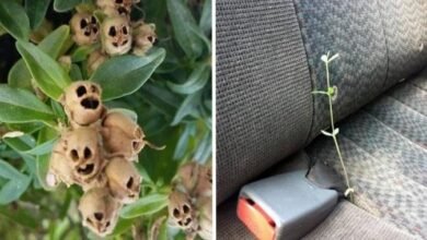 13 vezes que a natureza mostrou estar realmente confusa