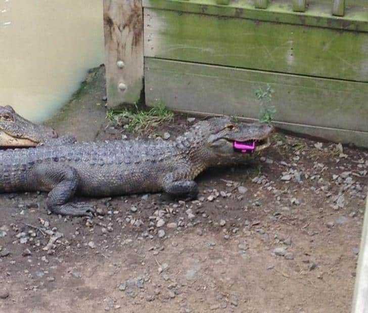 1596830767 563 Seu dia esta ruim Estas 10 fotos te farao se