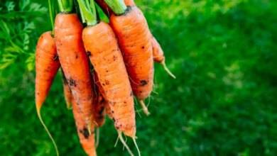 Como Plantar Cenoura em Casa