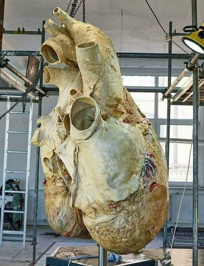 1637288596 357 22 Vezes em que as pessoas compartilharam fotos de coisas