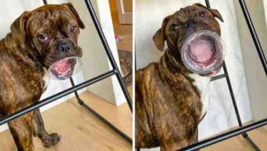 22 fotos que provam que alguns animais se comportam de maneira misteriosa