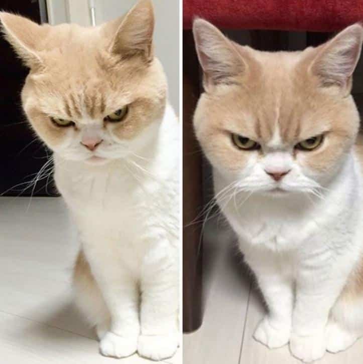 1600205761 751 30 fotos do antes e depois de alguns animais serem