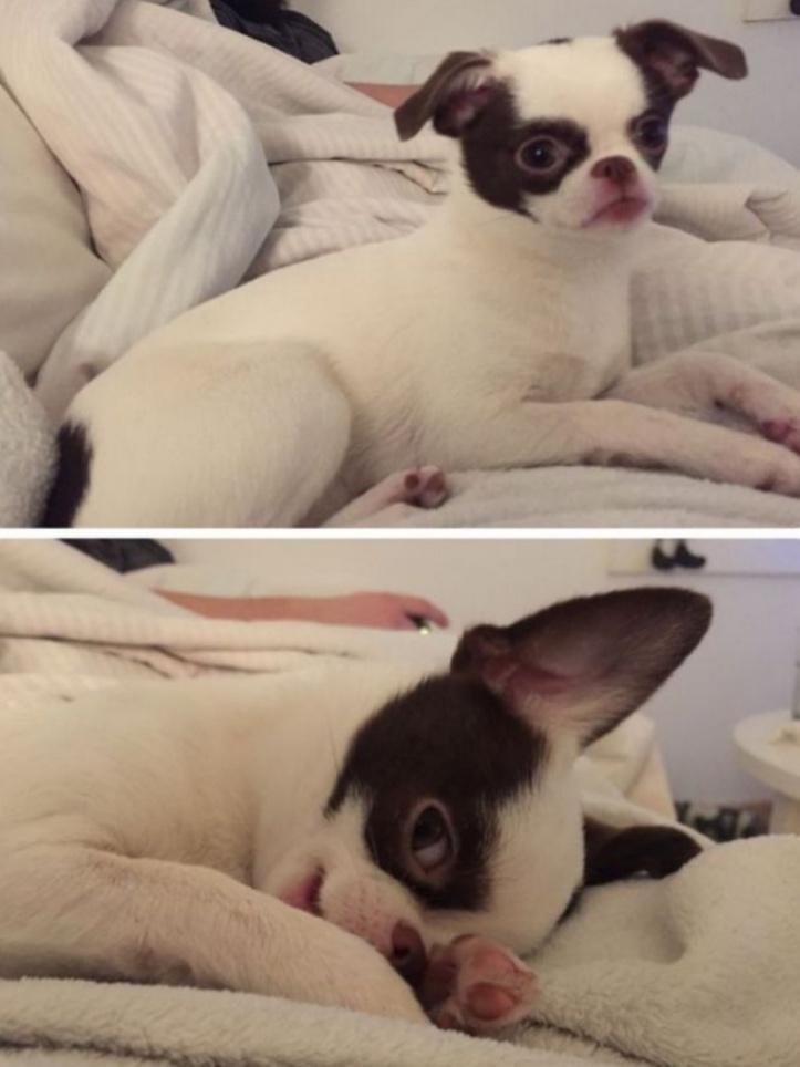 1600205761 928 30 fotos do antes e depois de alguns animais serem