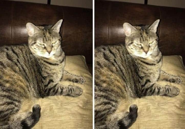 1600205762 538 30 fotos do antes e depois de alguns animais serem
