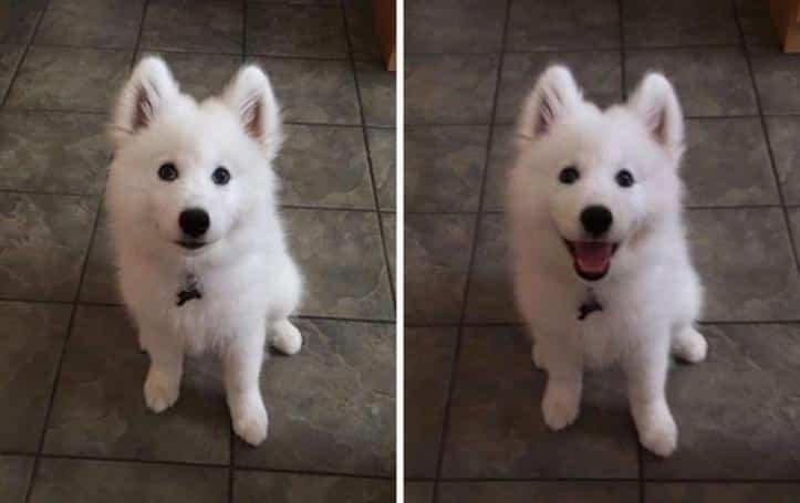 1600205762 933 30 fotos do antes e depois de alguns animais serem