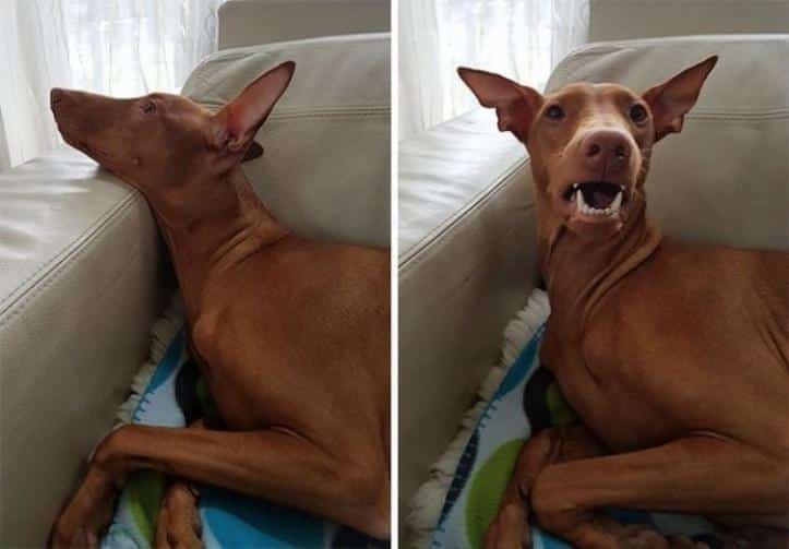 1600205763 574 30 fotos do antes e depois de alguns animais serem