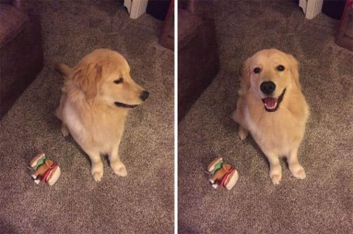 1600205763 267 30 fotos do antes e depois de alguns animais serem