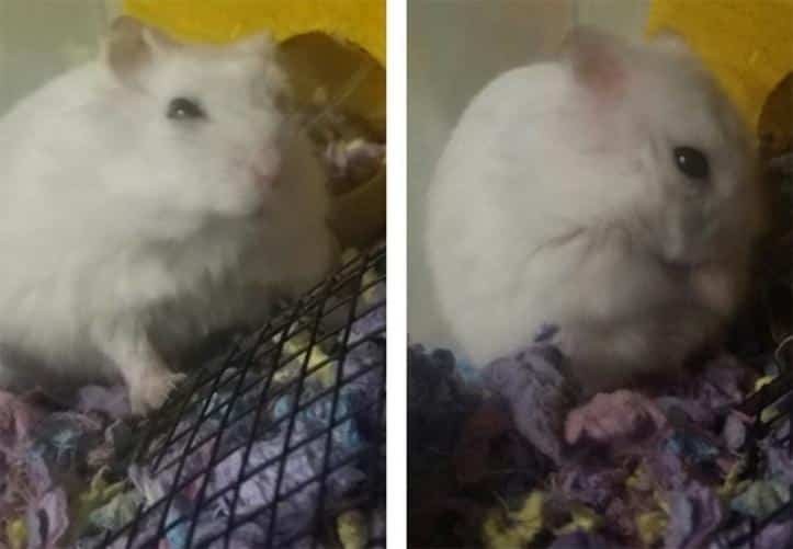1600205764 224 30 fotos do antes e depois de alguns animais serem