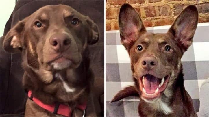 1600205765 436 30 fotos do antes e depois de alguns animais serem