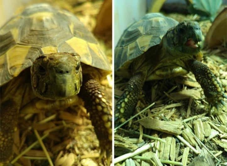 1600205766 278 30 fotos do antes e depois de alguns animais serem