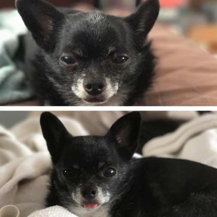 1600205766 522 30 fotos do antes e depois de alguns animais serem