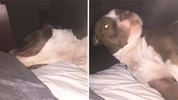 1600205767 887 30 fotos do antes e depois de alguns animais serem