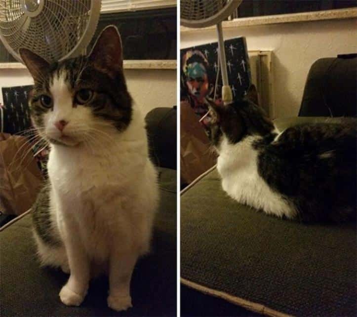 1600205767 123 30 fotos do antes e depois de alguns animais serem
