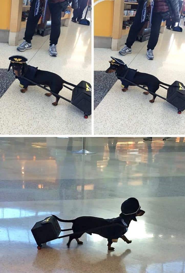1600205768 992 30 fotos do antes e depois de alguns animais serem