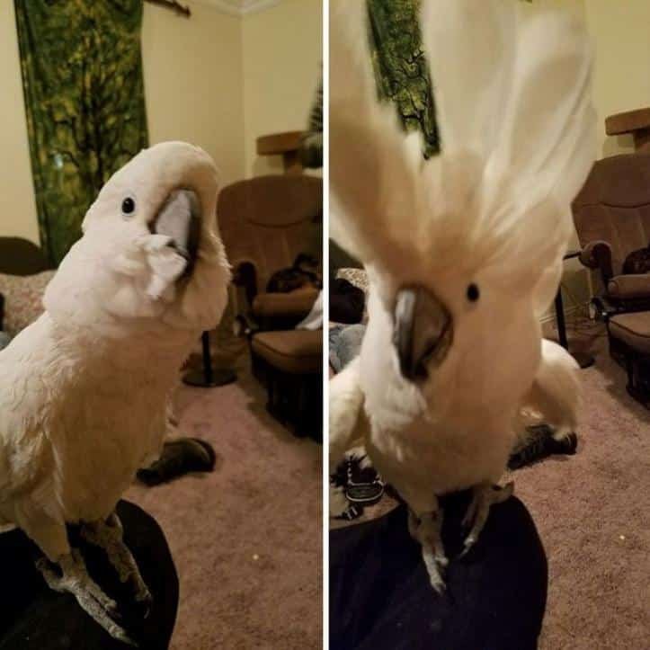 1600205768 669 30 fotos do antes e depois de alguns animais serem