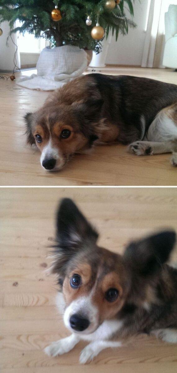 1600205769 489 30 fotos do antes e depois de alguns animais serem