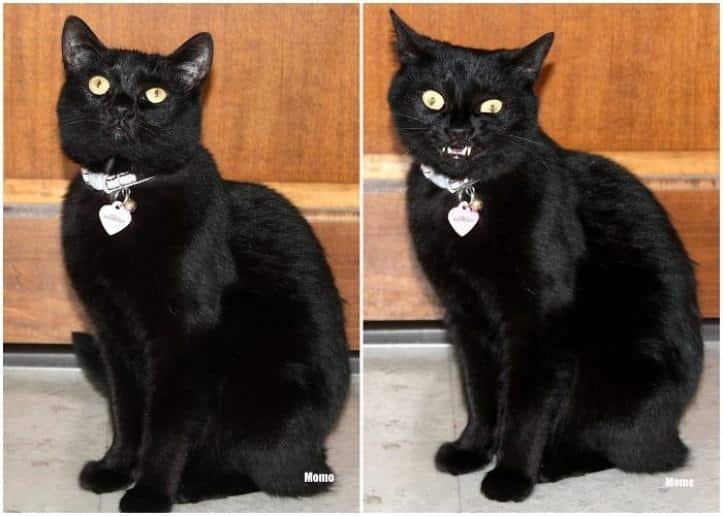 1600205769 171 30 fotos do antes e depois de alguns animais serem