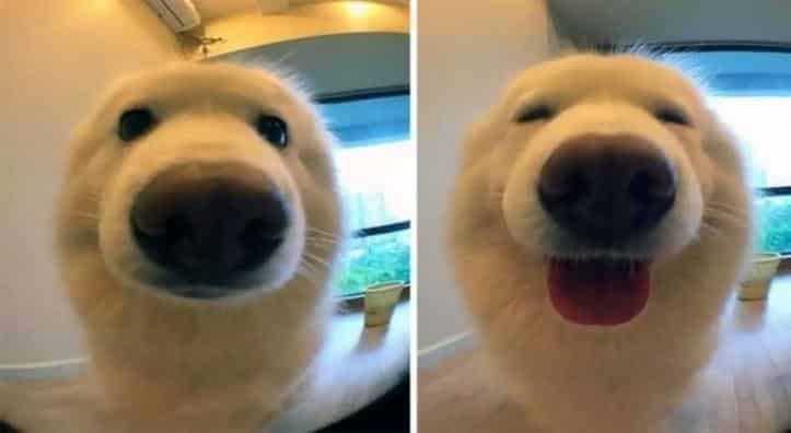 1600205770 441 30 fotos do antes e depois de alguns animais serem