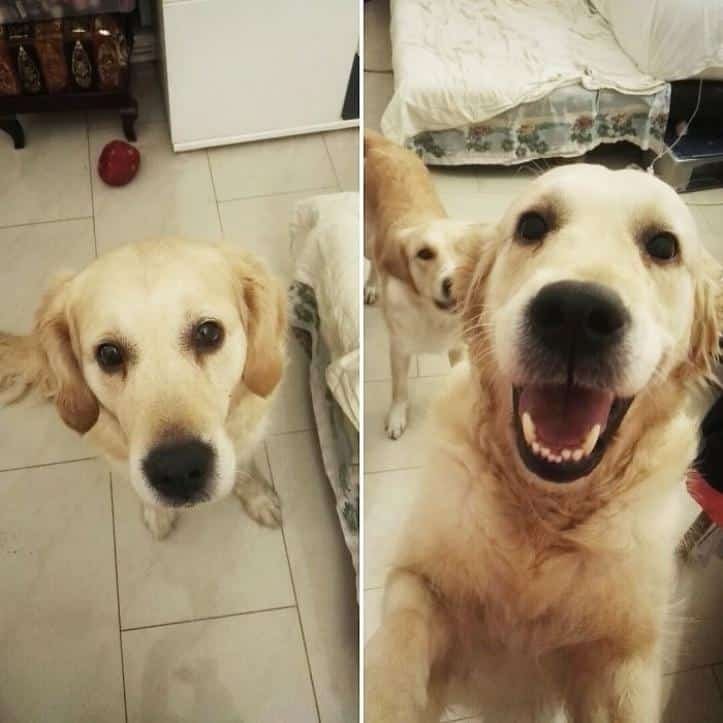 1600205770 872 30 fotos do antes e depois de alguns animais serem