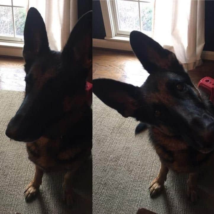 1600205771 523 30 fotos do antes e depois de alguns animais serem