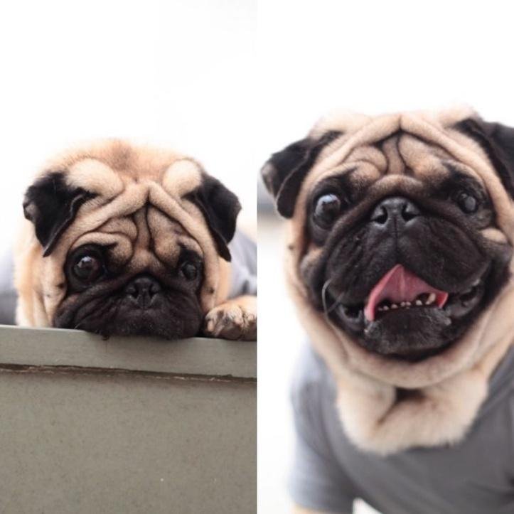 1600205771 804 30 fotos do antes e depois de alguns animais serem
