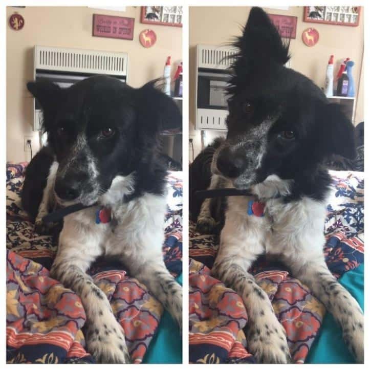 1600205772 952 30 fotos do antes e depois de alguns animais serem