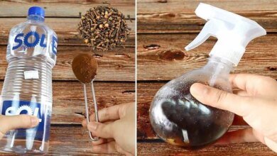 Repelente natural para afastar mosquitos, formigas e outros insetos
