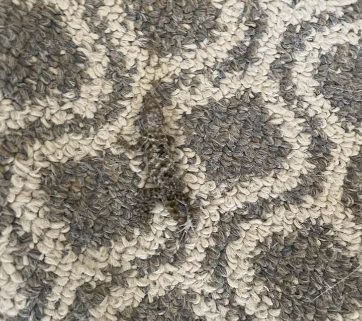 1647300204 44 17 provas de que a camuflagem esta presente em todos