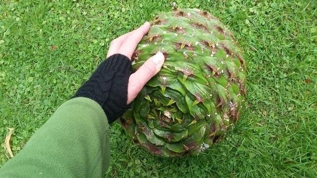 1638150412 764 14 Criaturas da natureza que com certeza vieram de outro
