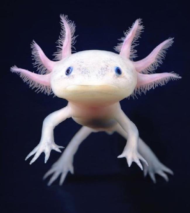 1638150413 295 14 Criaturas da natureza que com certeza vieram de outro