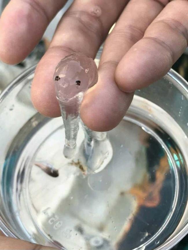 1638150415 272 14 Criaturas da natureza que com certeza vieram de outro