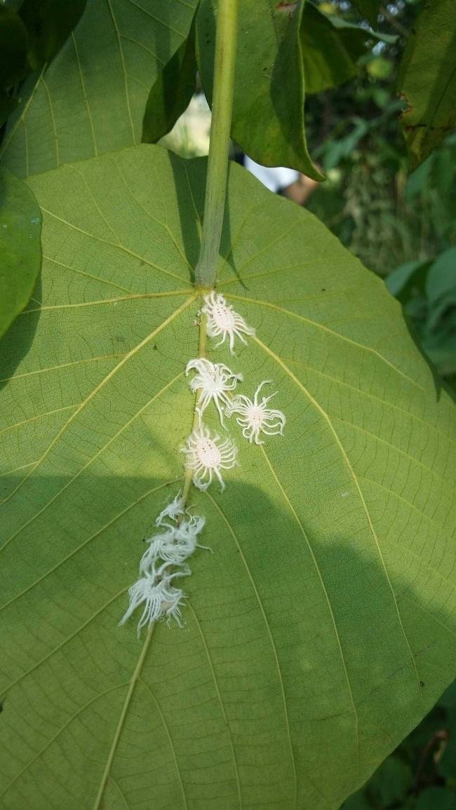 1638150416 224 14 Criaturas da natureza que com certeza vieram de outro